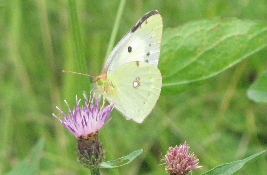 Colias croceus forma helice?